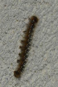 <i>Lasiocampa quercus</i>
