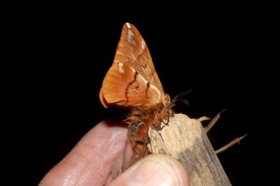 <i>Endromis versicolora</i>