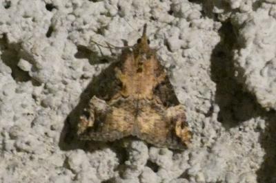<i>Hypena obsitalis</i>