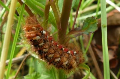 <i>Acronicta rumicis</i>
