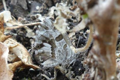 <i>Cacyreus marshalli</i>