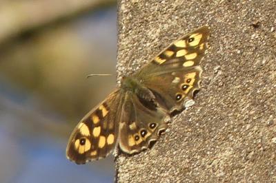 <i>Pararge aegeria</i>