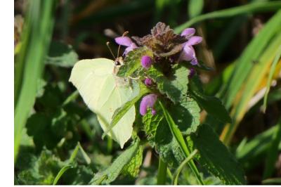 <i>Gonepteryx rhamni</i>