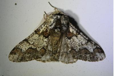 <i>Biston strataria</i>