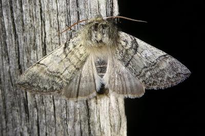 <i>Achlya flavicornis</i>