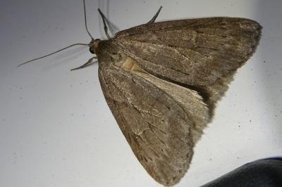 <i>Pachycnemia hippocastanaria</i>