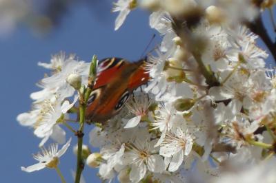 <i>Aglais io</i>