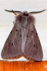 <i>Diaphora mendica</i>