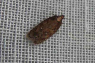 <i>Depressaria albipunctella</i>
