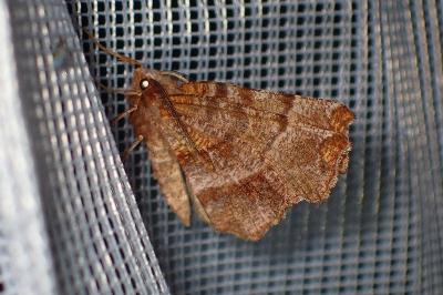 <i>Selenia dentaria</i>
