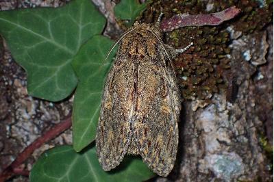 <i>Peridea anceps</i>