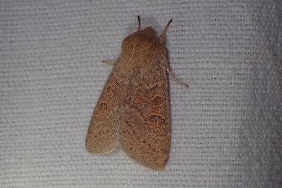 <i>Orthosia miniosa</i>