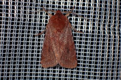 <i>Cerastis rubricosa</i>