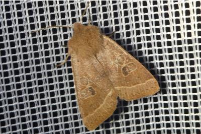 <i>Orthosia cerasi</i>