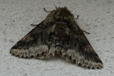 <i>Lycia hirtaria</i>