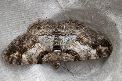 <i>Cleora cinctaria</i>