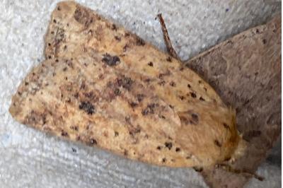 <i>Conistra rubiginea</i>