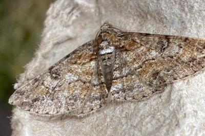 <i>Cleora cinctaria</i>