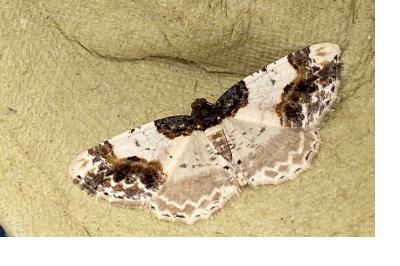 <i>Ligdia adustata</i>