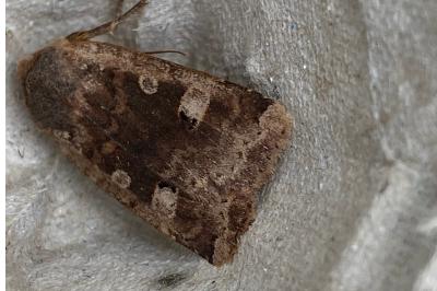 <i>Conistra erythrocephala</i>