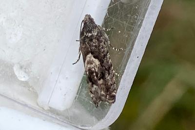 <i>Pammene giganteana</i>