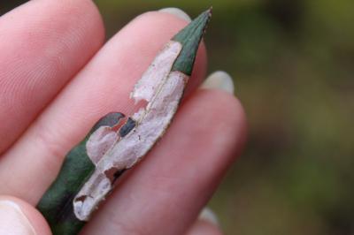 <i>Mecyna asinalis</i>