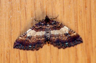 <i>Earophila badiata</i>