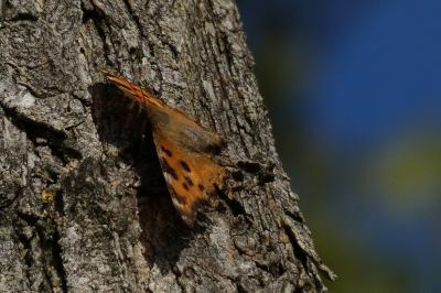 <i>Nymphalis polychloros</i>