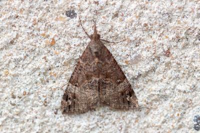 <i>Hypena obsitalis</i>