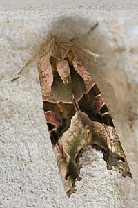<i>Phlogophora meticulosa</i>