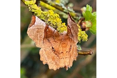 <i>Selenia lunularia</i>