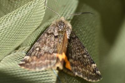 <i>Boudinotiana notha</i>