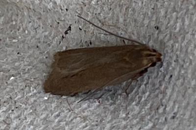 <i>Acompsia cinerella</i>