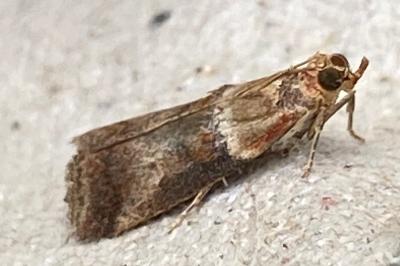 <i>Acrobasis tumidana</i>