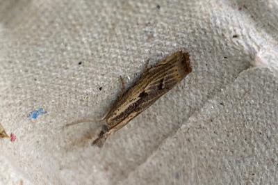 <i>Agriphila geniculea</i>