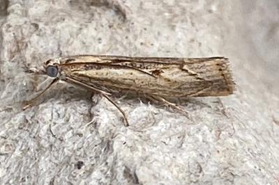 <i>Agriphila geniculea</i>