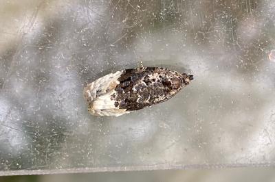 <i>Apotomis betuletana</i>