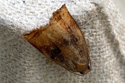 <i>Archips podana</i>