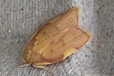<i>Carcina quercana</i>