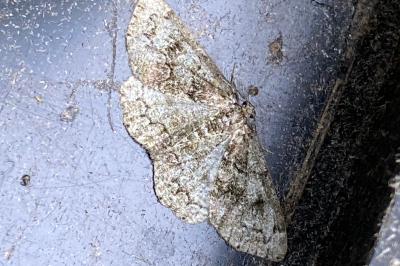 <i>Cleorodes lichenaria</i>