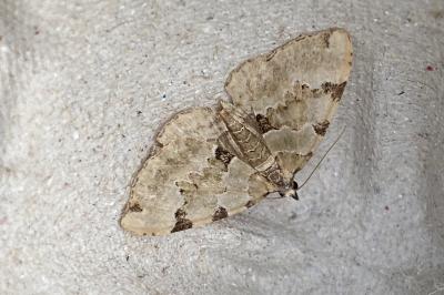 <i>Colostygia pectinataria</i>