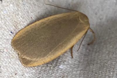 <i>Collita griseola</i>
