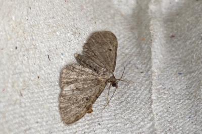 <i>Eupithecia</i>