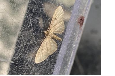<i>Eupithecia</i>