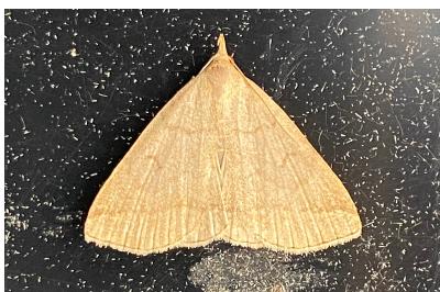 <i>Herminia tarsipennalis</i>