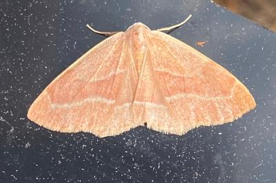<i>Hylaea fasciaria</i>
