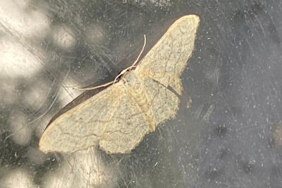<i>Idaea aversata</i>