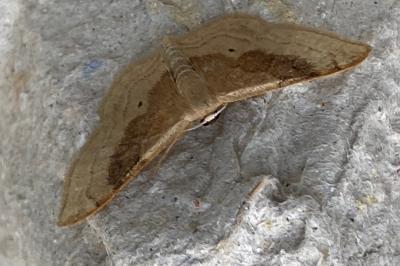 <i>Idaea degeneraria</i>