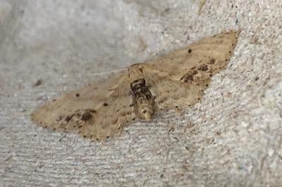 <i>Idaea dimidiata</i>