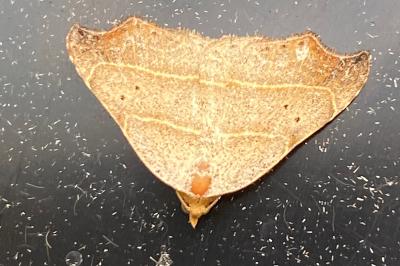 <i>Laspeyria flexula</i>